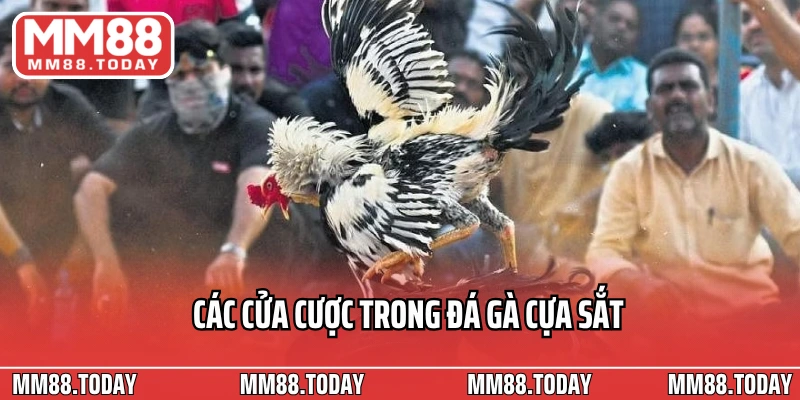 Đá Gà Cựa Sắt Bí Quyết, Kỹ Thuật Và Thách Thức Năm 2026 - lavor