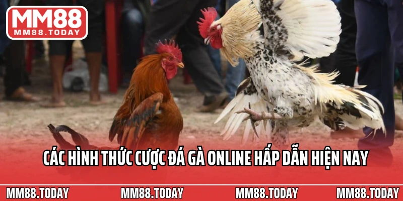 Sân Chơi Đá Gà Online Nơi Hội Tụ Những Chiến Kê Máu Chiến Toàn Cầu - lavor
