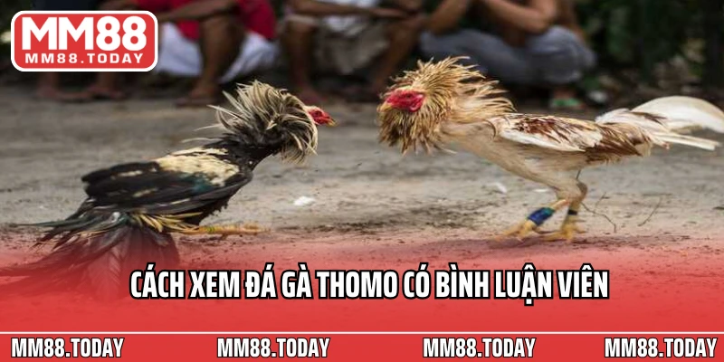 Trải Nghiệm Cá Cược Sôi Động Đá Gà Thomo Có Bình Luận Viên Tại MM88 - lavor