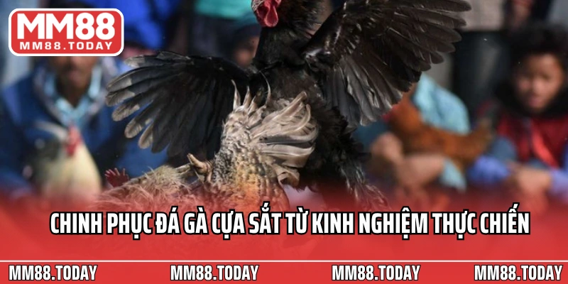 Đá Gà Cựa Sắt Bí Quyết, Kỹ Thuật Và Thách Thức Năm 2026 - lavor