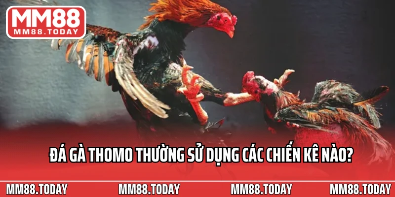 Xem Link Trực Tiếp Đá Gà Thomo Mới Nhất Cập Nhật Trường Quốc Tế - lavor