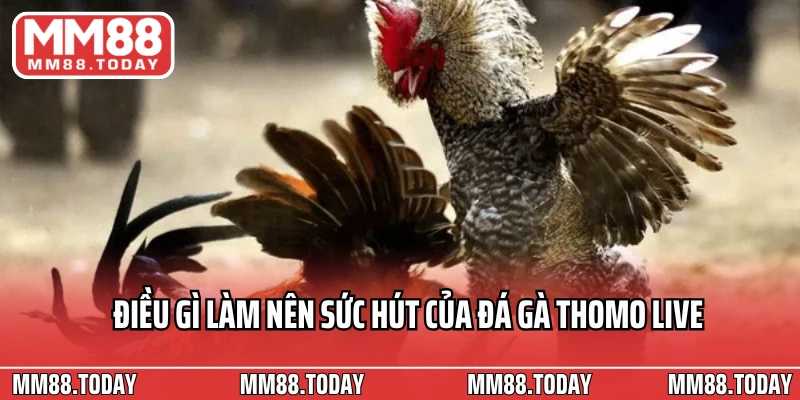 Xem Link Trực Tiếp Đá Gà Thomo Mới Nhất Cập Nhật Trường Quốc Tế - lavor