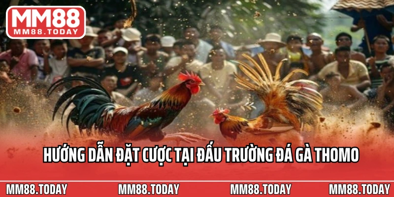 Đá Gà Thomo Mới Nhất Tận Hưởng Những Trận Chọi Gà Căng Thẳng - lavor