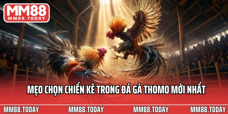 Đá Gà Thomo Mới Nhất Tận Hưởng Những Trận Chọi Gà Căng Thẳng - lavor