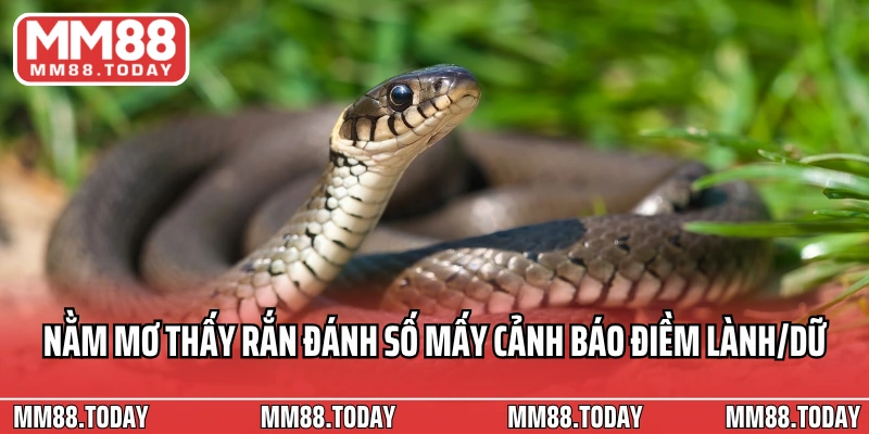 Nằm Mơ Thấy Rắn Đánh Số Mấy Ý Nghĩa Và Con Số May Mắn - lavor