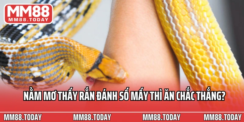 Nằm Mơ Thấy Rắn Đánh Số Mấy Ý Nghĩa Và Con Số May Mắn - lavor