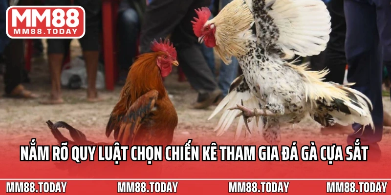 Đá Gà Cựa Sắt Bí Quyết, Kỹ Thuật Và Thách Thức Năm 2026 - lavor