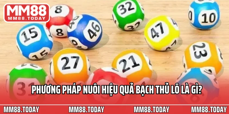 Bạch Thủ Lô Là Gì? Kinh Nghiệm Chọn Số Chuẩn Và Nuôi Lô Hiệu Quả - lavor