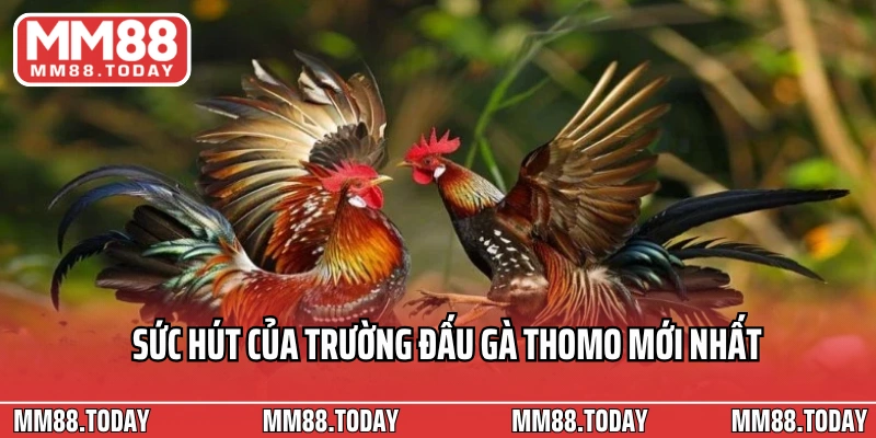 Đá Gà Thomo Mới Nhất Tận Hưởng Những Trận Chọi Gà Căng Thẳng - lavor