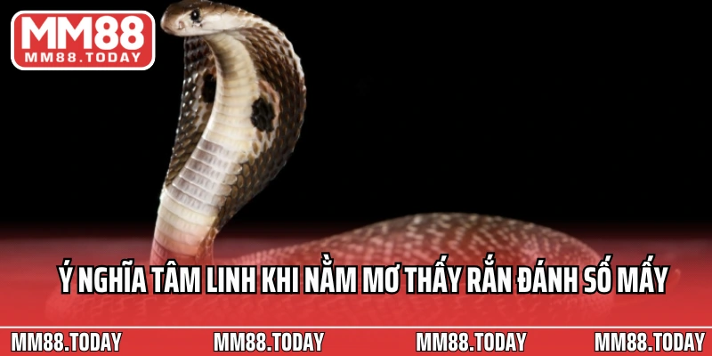 Nằm Mơ Thấy Rắn Đánh Số Mấy Ý Nghĩa Và Con Số May Mắn - lavor